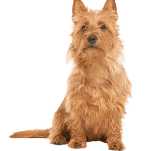Australian Terrier