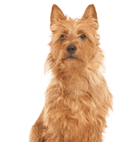Australian Terrier