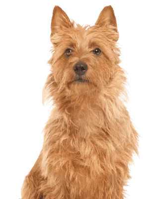 Australian Terrier