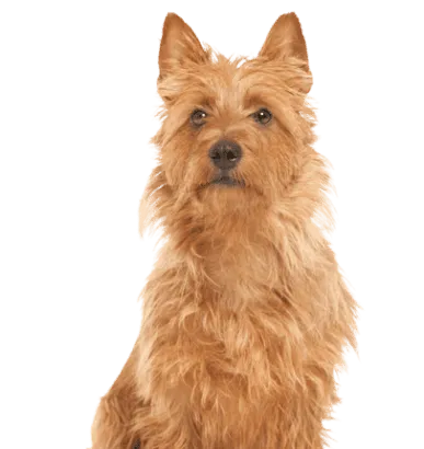 Australian Terrier