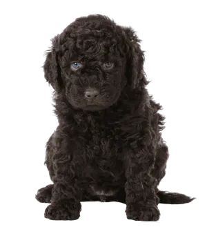 Barbet (6)