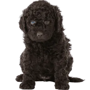 Barbet (6)