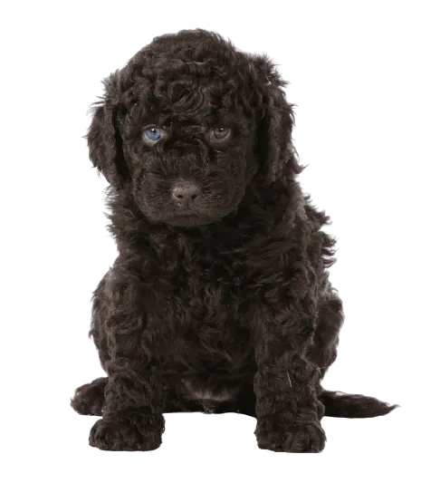 Barbet (6)
