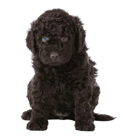 Barbet (6)
