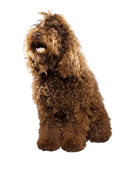 Barbet (2)
