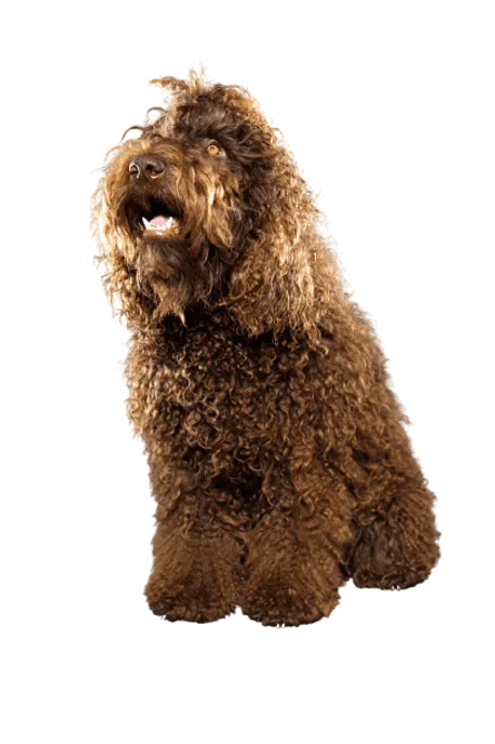 Barbet (2)