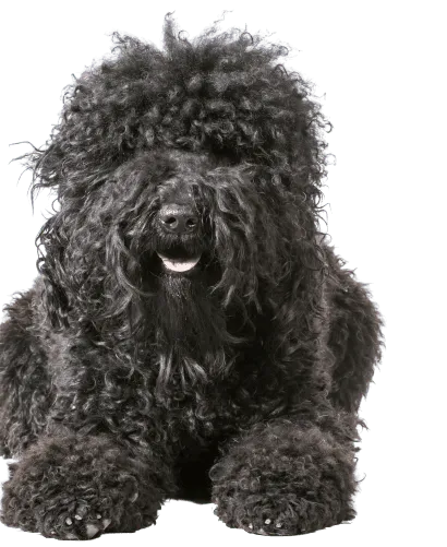 Barbet (5)