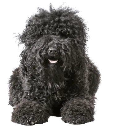 Barbet (5)