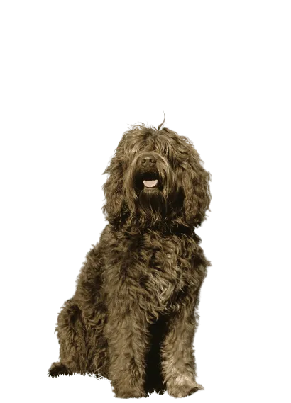 Barbet (4)