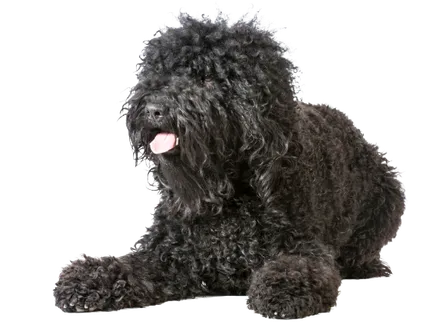 Barbet (3)