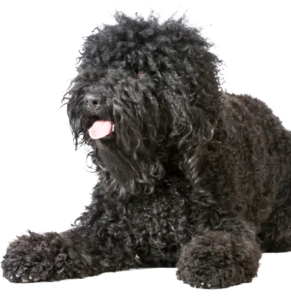Barbet (3)