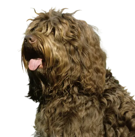 Barbet (7)