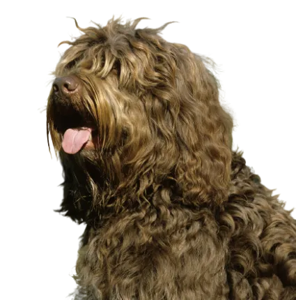 Barbet (7)