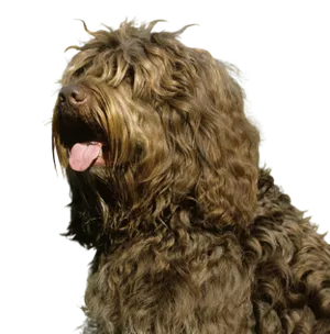 Barbet (7)