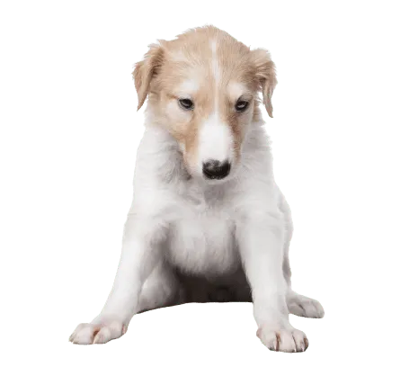 Barzoi (2)