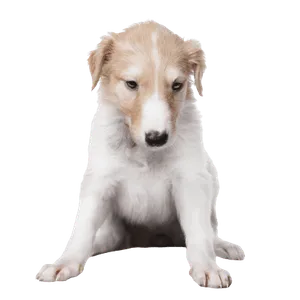 Barzoi (2)