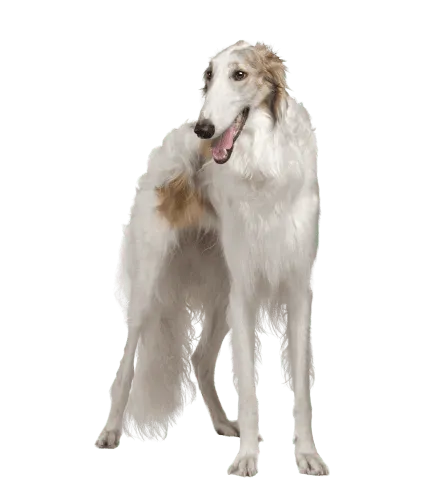 Barzoi (6)
