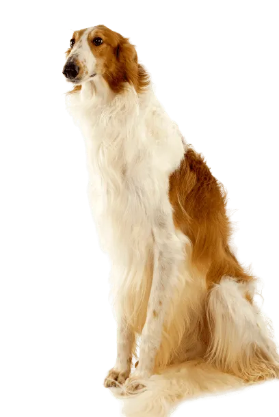 Barzoi (5)