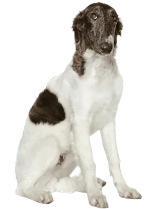 Barsoi