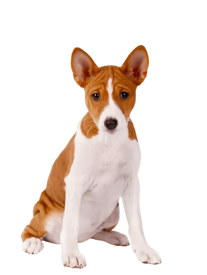 Basenji (2)
