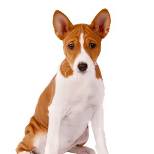 Basenji (2)