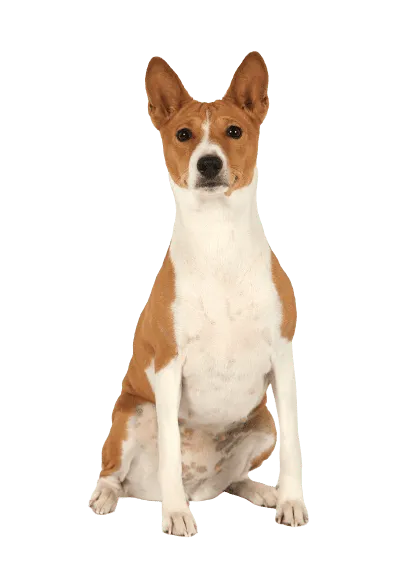 Basenji (1)