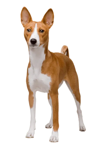 Basenji (5)