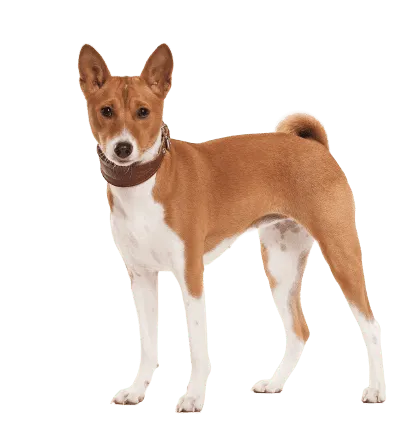 Basenji (6)
