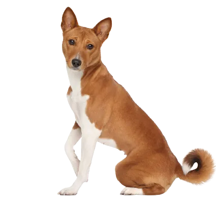 Basenji (3)