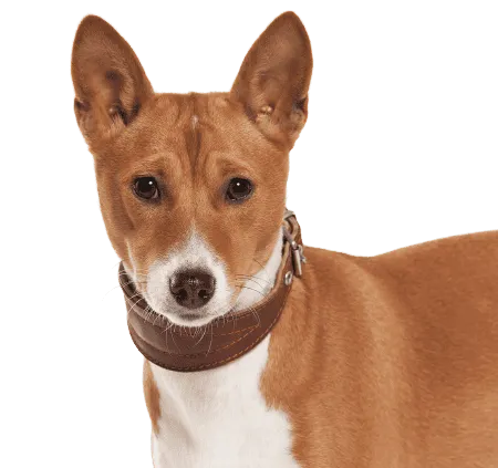 Basenji
