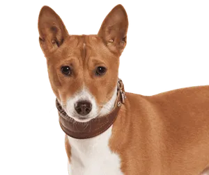 Basenji