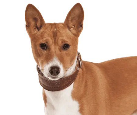 Basenji