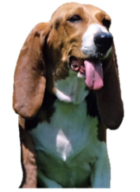 Basset artésien normand