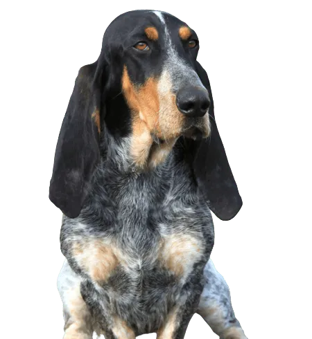 Basset Bleu de Gascogne