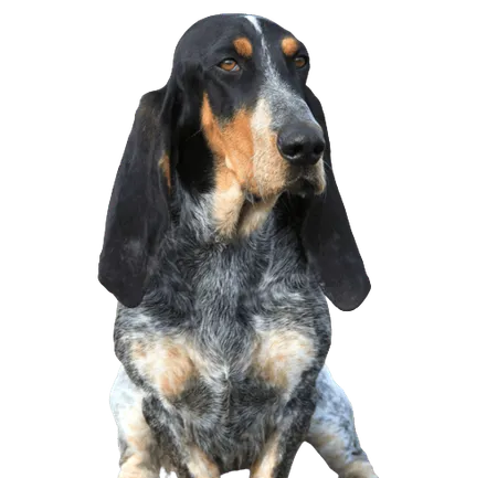 Basset Bleu de Gascogne