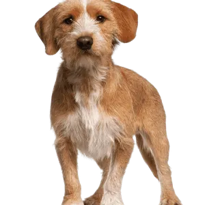 Basset fauve de Bretagne