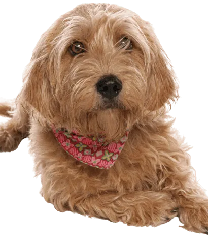 Basset fauve de Bretagne