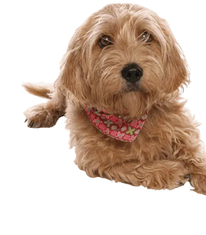 Basset fauve de Bretagne