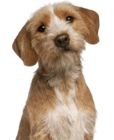 Basset fauve de Bretagne