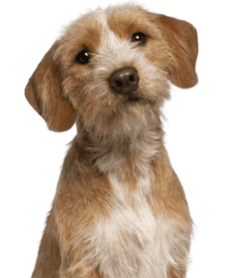 Basset fauve de Bretagne