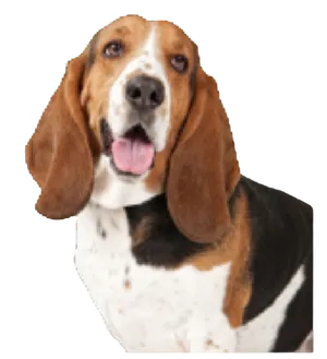 Basset Hound