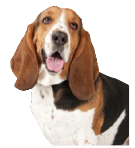 Basset Hound