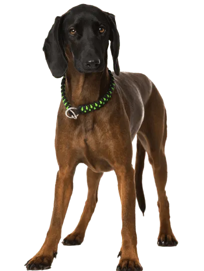 Bayerischer Gebirgsschweißhund (6)