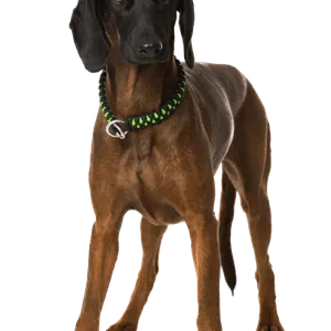 Bayerischer Gebirgsschweißhund (6)