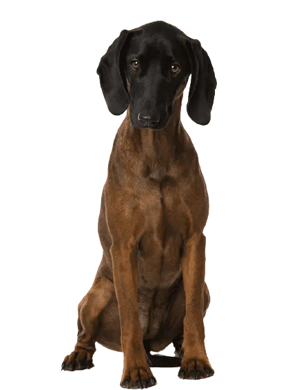 Bayerischer Gebirgsschweißhund