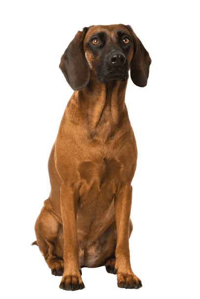 Bayerischer Gebirgsschweißhund (5)