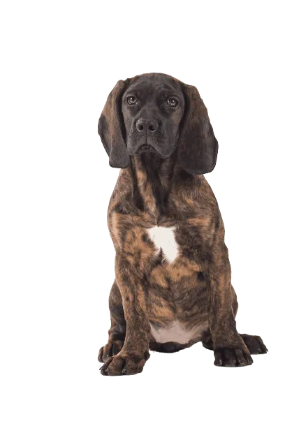 Bayerischer Gebirgsschweißhund (4)