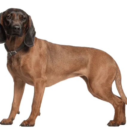 Bayerischer Gebirgsschweißhund (3)