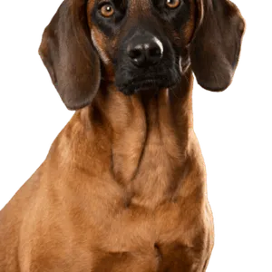 Bayerischer Gebirgsschweißhund