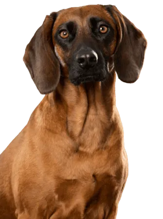 Bayerischer Gebirgsschweißhund